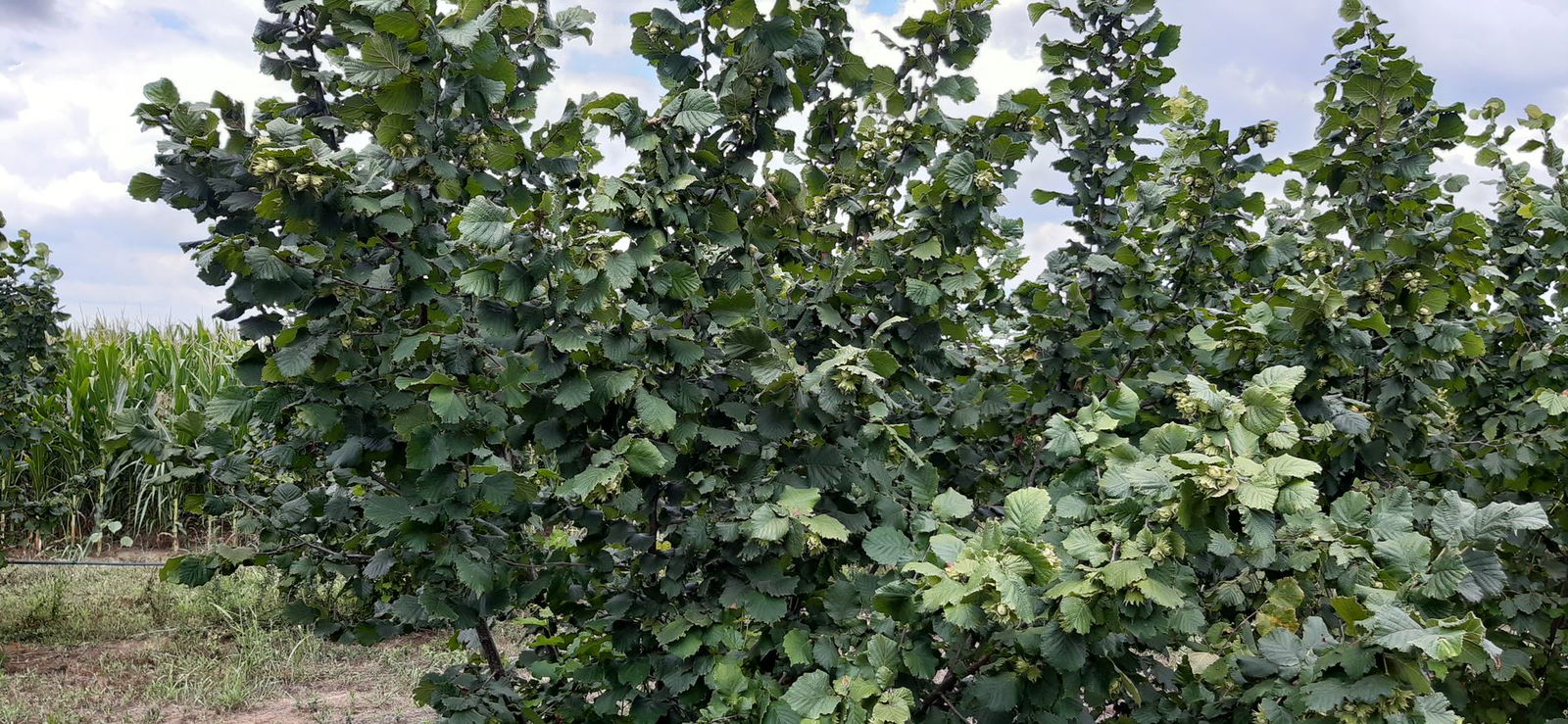 Бранко Илић пољо газдинство