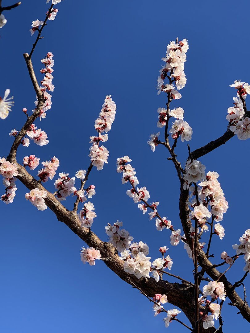 Azienda Agricola Sgubin
