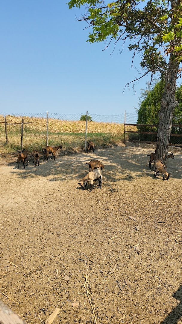 Zelena plantaža Iva