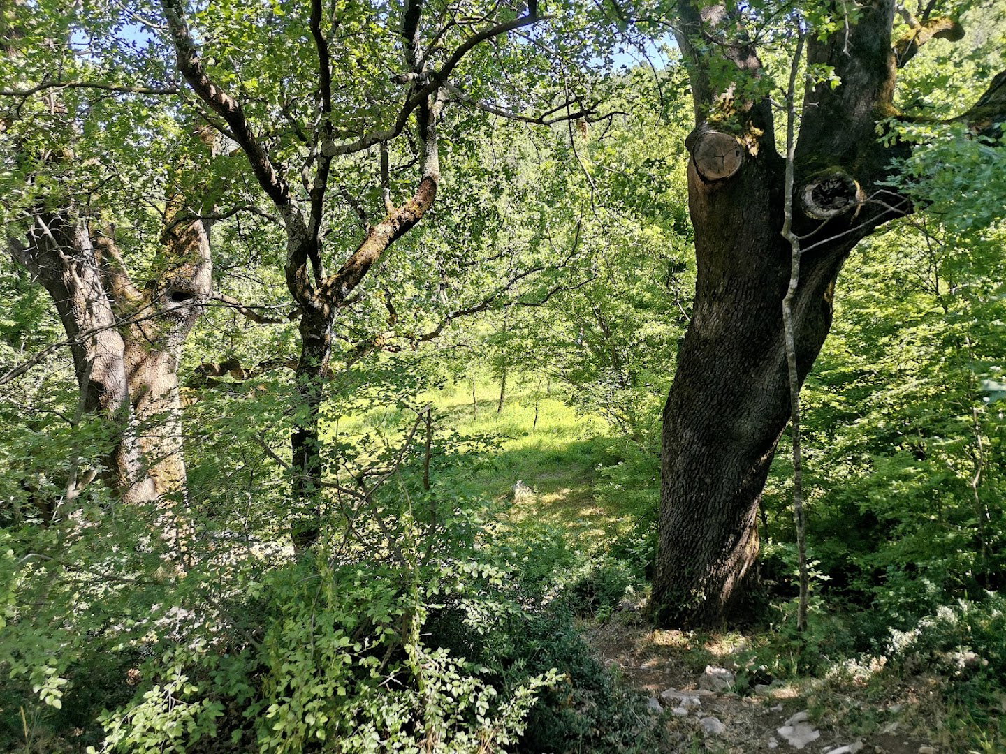The ancient oaks in Guljanovom little valley
