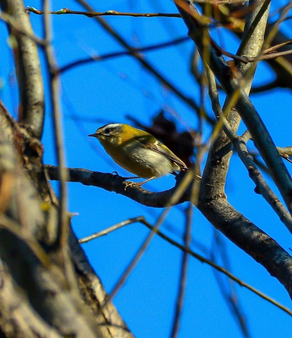 Reva - zapadni forland