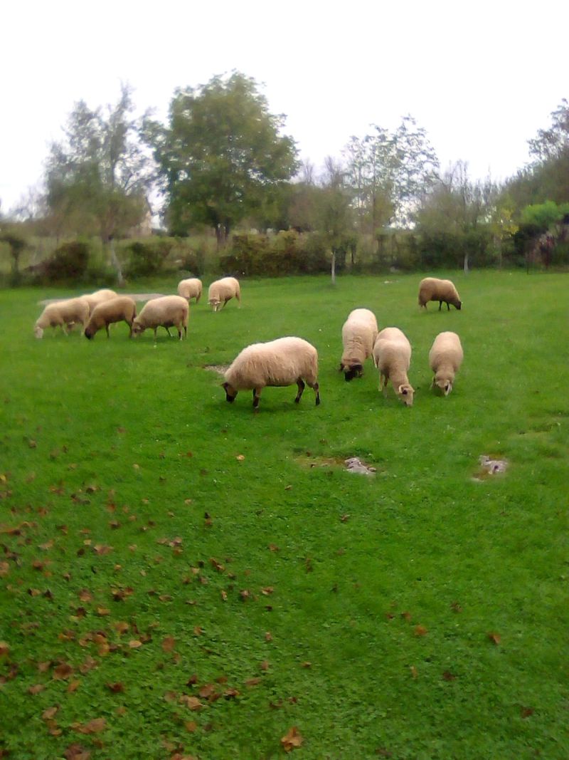 OPG Krpan Tomislav - Lika Quality