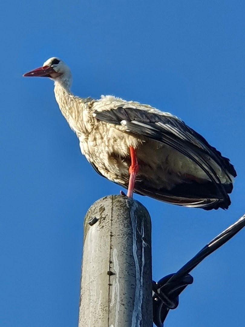 Prostovoljno gasilsko društvo Spodnja Polskava