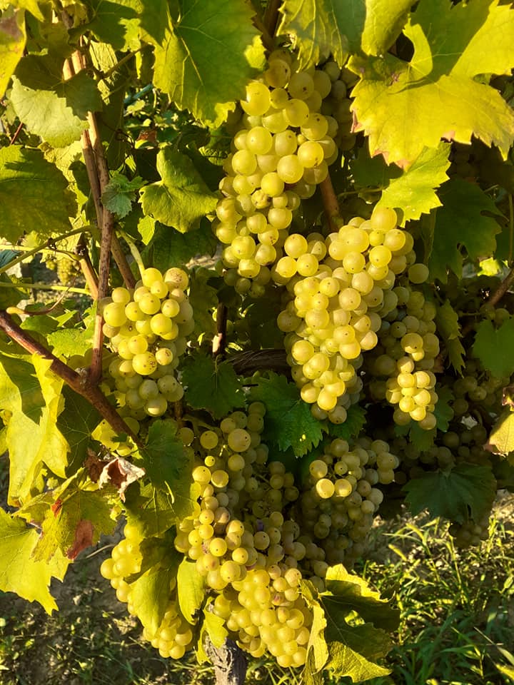 Ladanjsko imanje Blaži