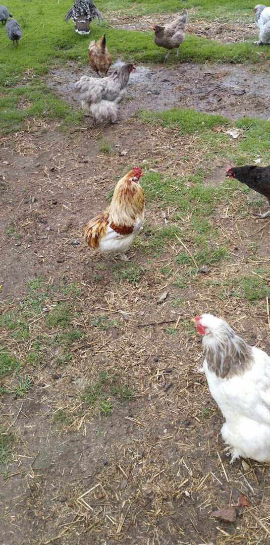 Kovács tanya Somogyudvarhely