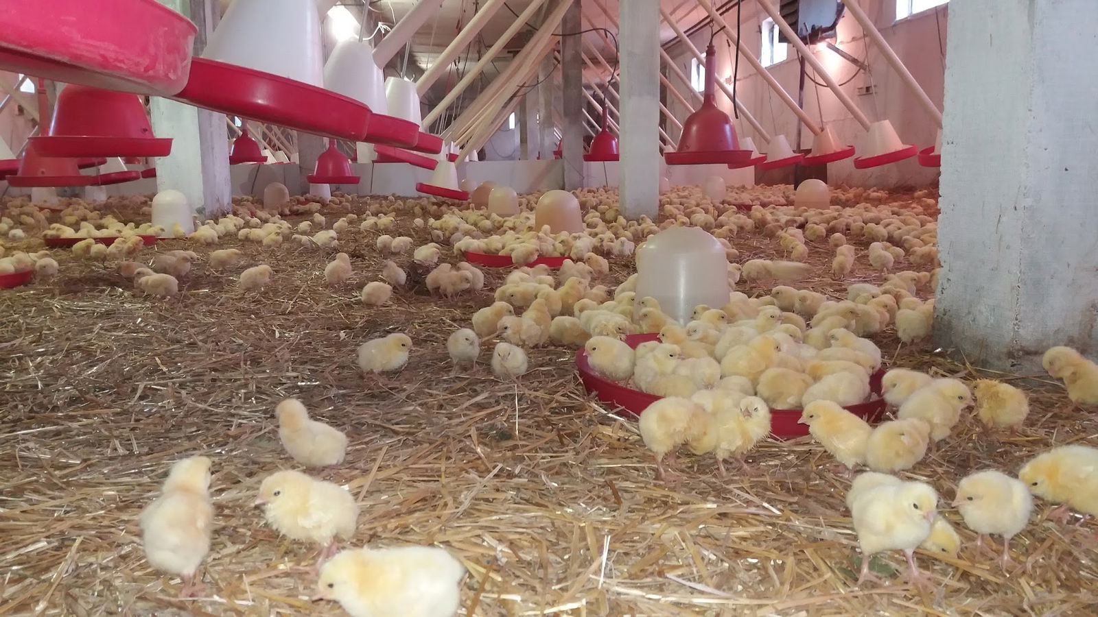 Zivinarska farma Mikicic