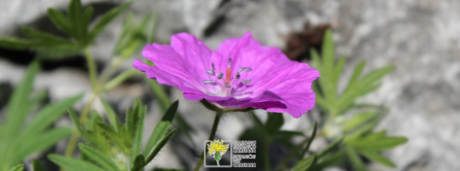 Botanical Garden Carsiana