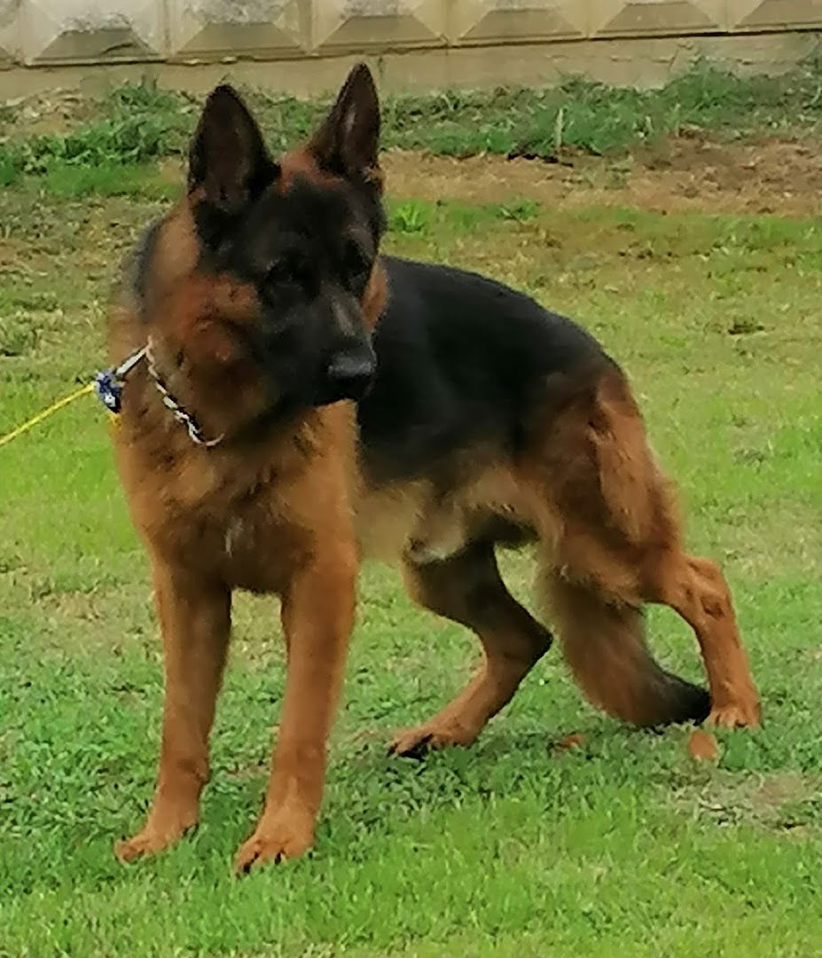 Škola za pse Stalla Croatia