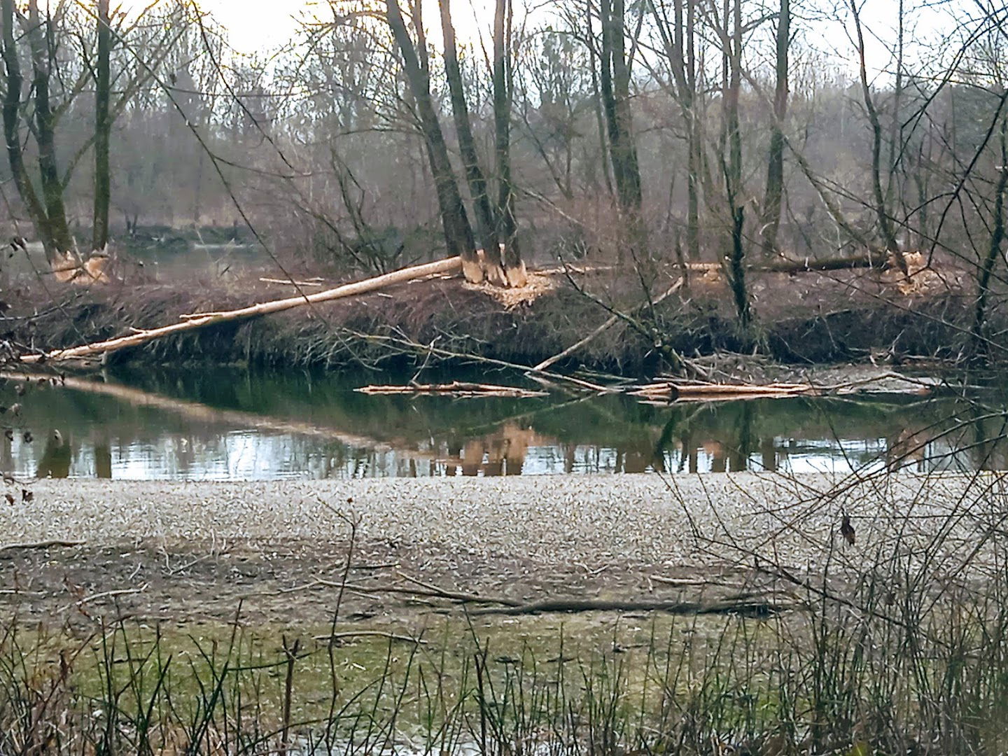 Vìzvàri aranymosók tábora