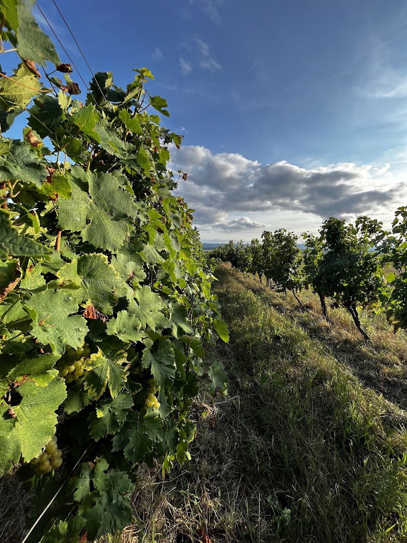 Klijet i spremište vina Veleučilište u Požegi