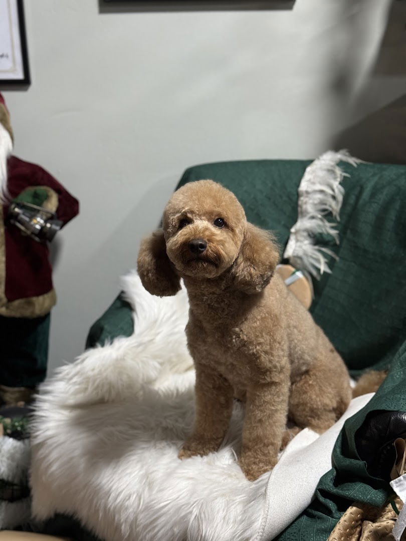 Doggy Style Grooming