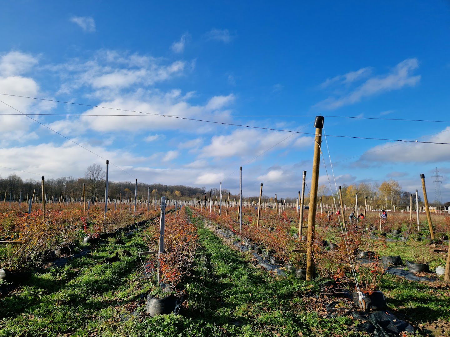 Plantaža Boroviček d.o.o.
