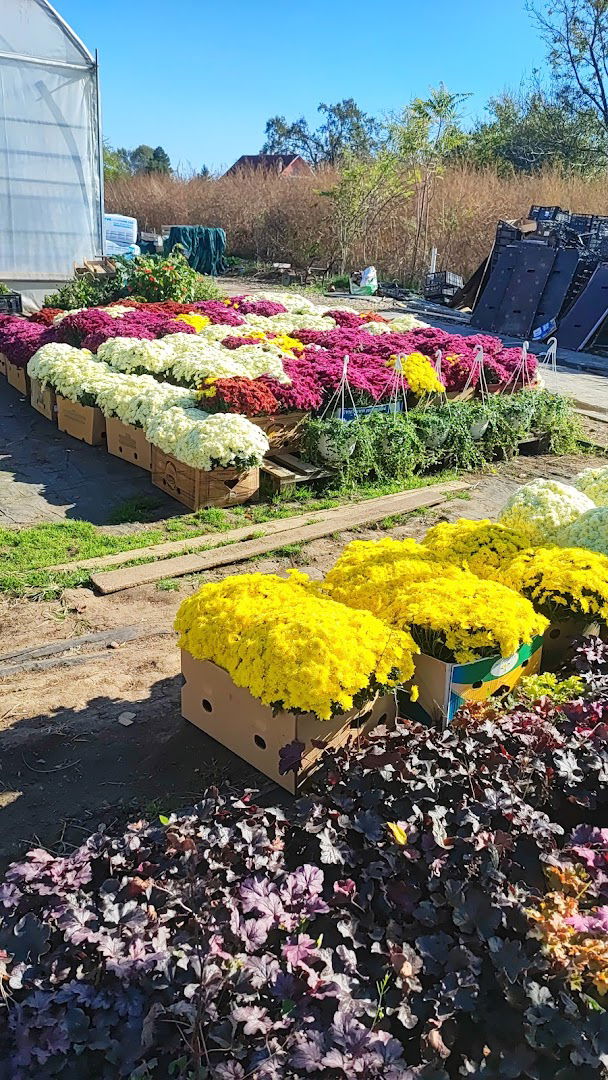 Rasadnik Popović Cvetna bašta Obrenovac