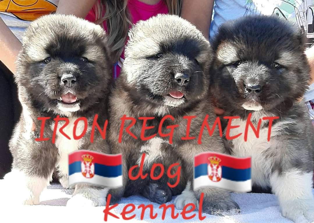 IRON REGIMENT caucasian shepherd dog kennel