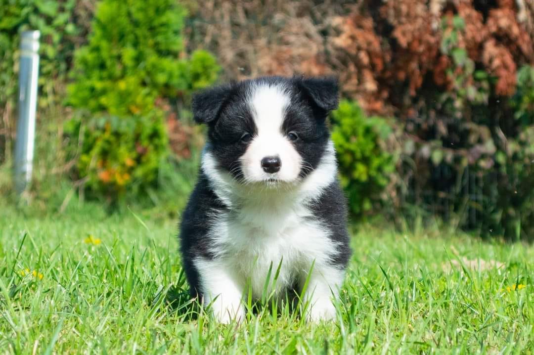 InGold's Border Collies