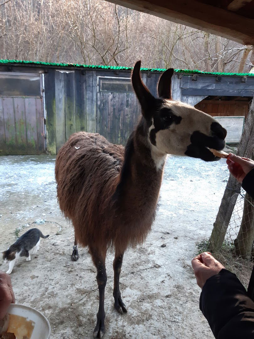 Gojitelj nojev in okrasnih živali, Anton Mraz