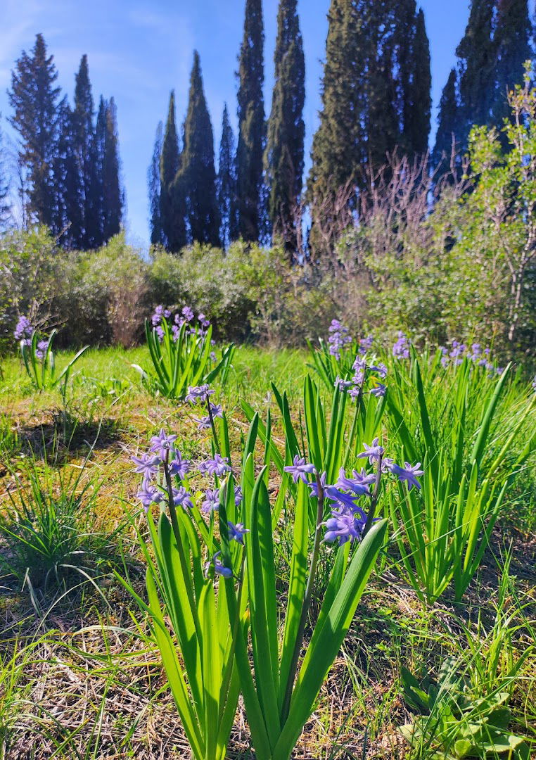Old cemetery Šibenik