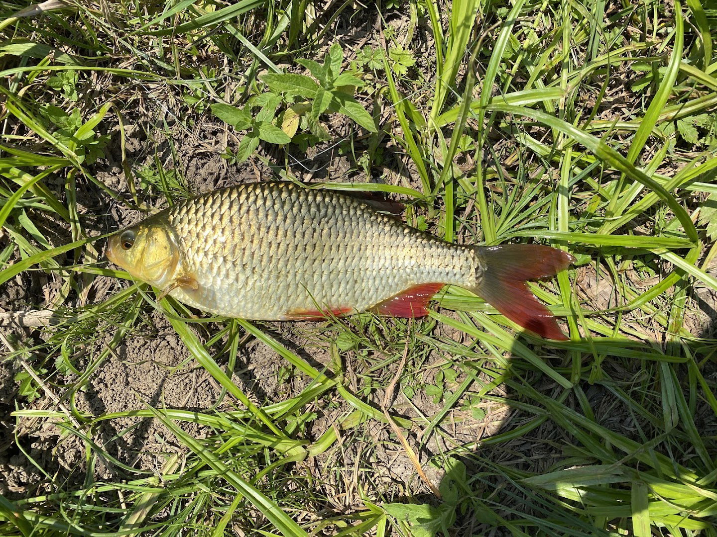 Privatan Ribnjak Dubravica