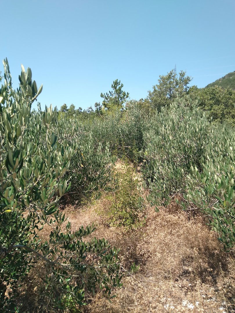 Roščić Stipe pok. Mije (Milan Jozin) Maslinik