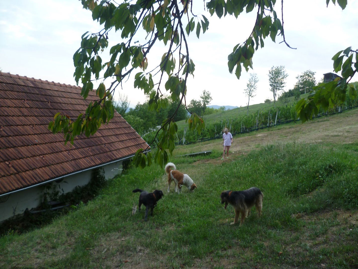 Cesargradska kljet(kuća)