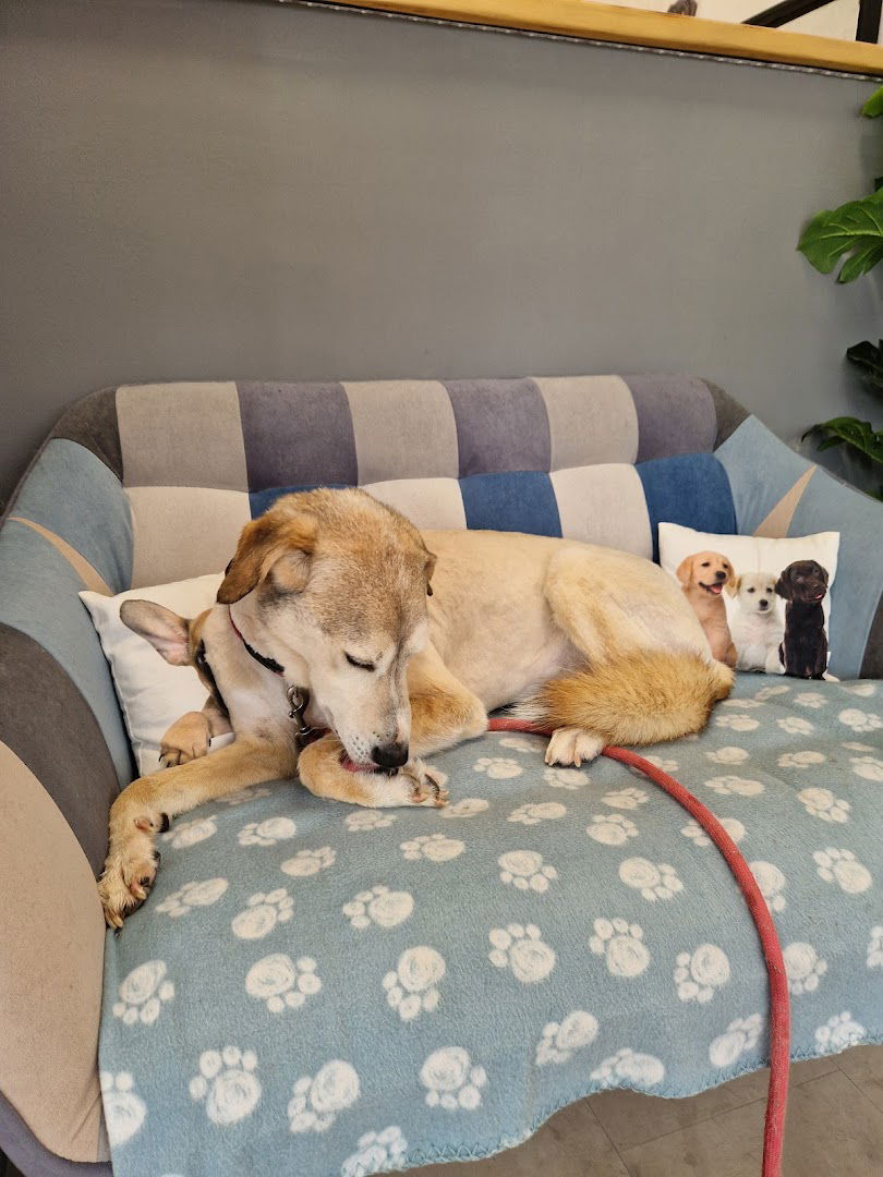 Amigo Salon za uređivanje i šišanje kućnih ljubimaca