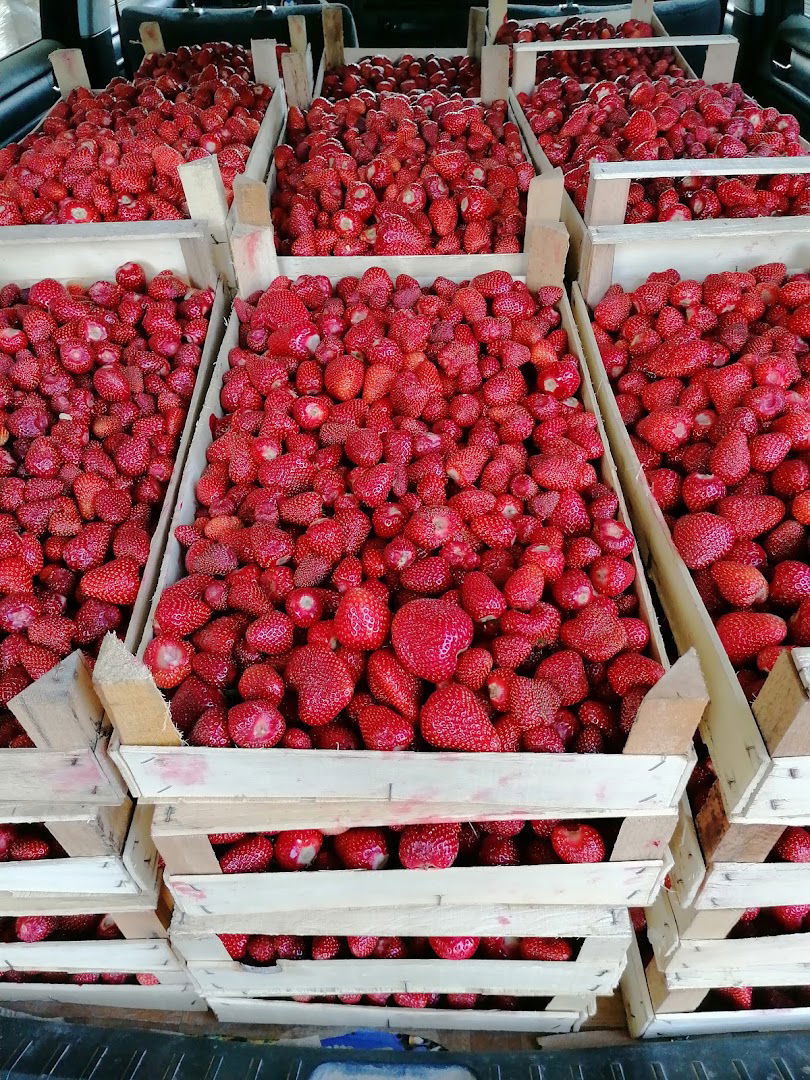 Z.Z. Vocar Bogosavac