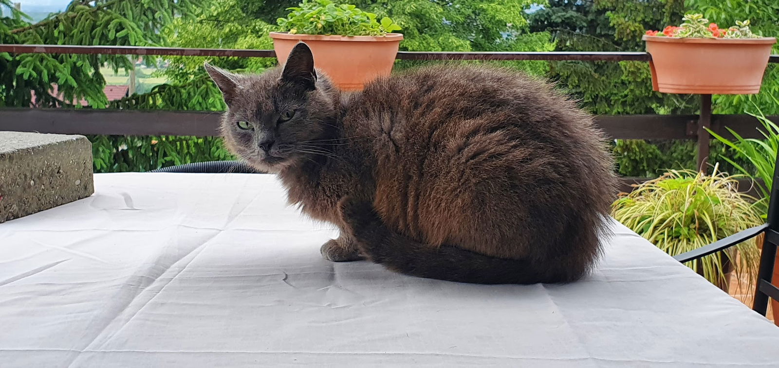 VETERINARY STATION Ltd. ZAPREŠIĆ