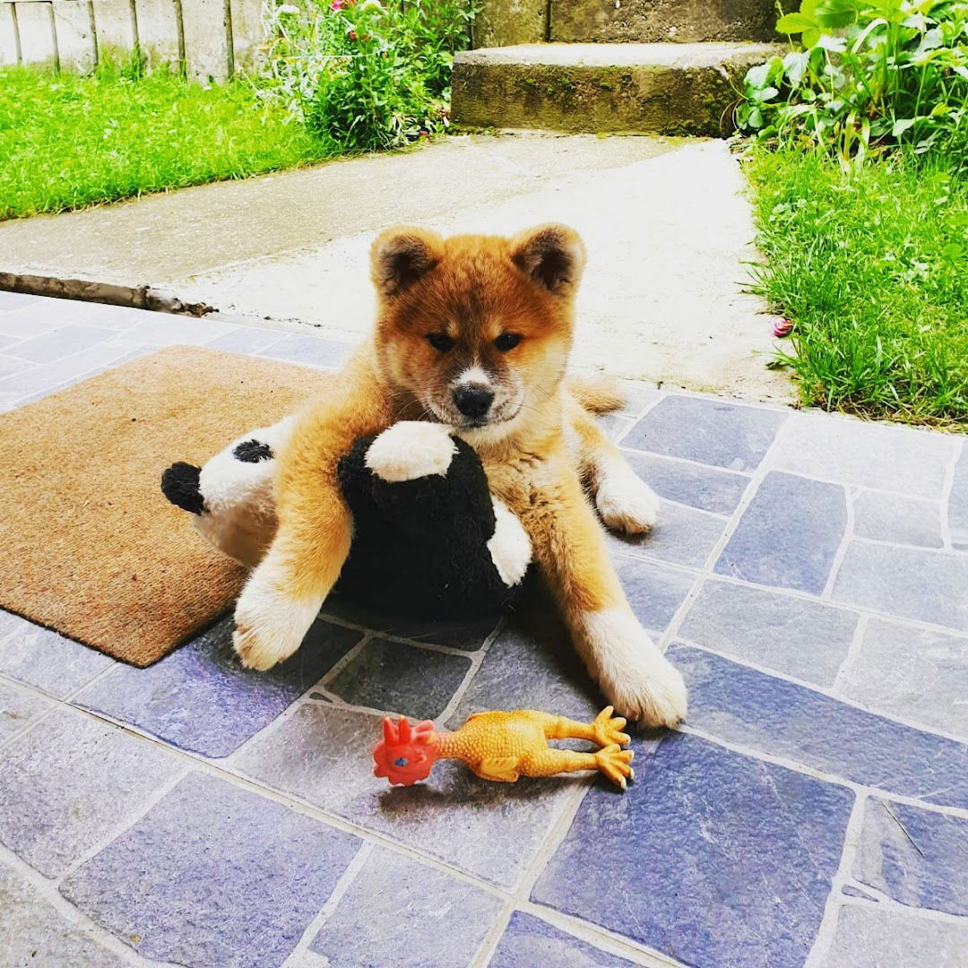 PANSION ZA PSE VRANIC