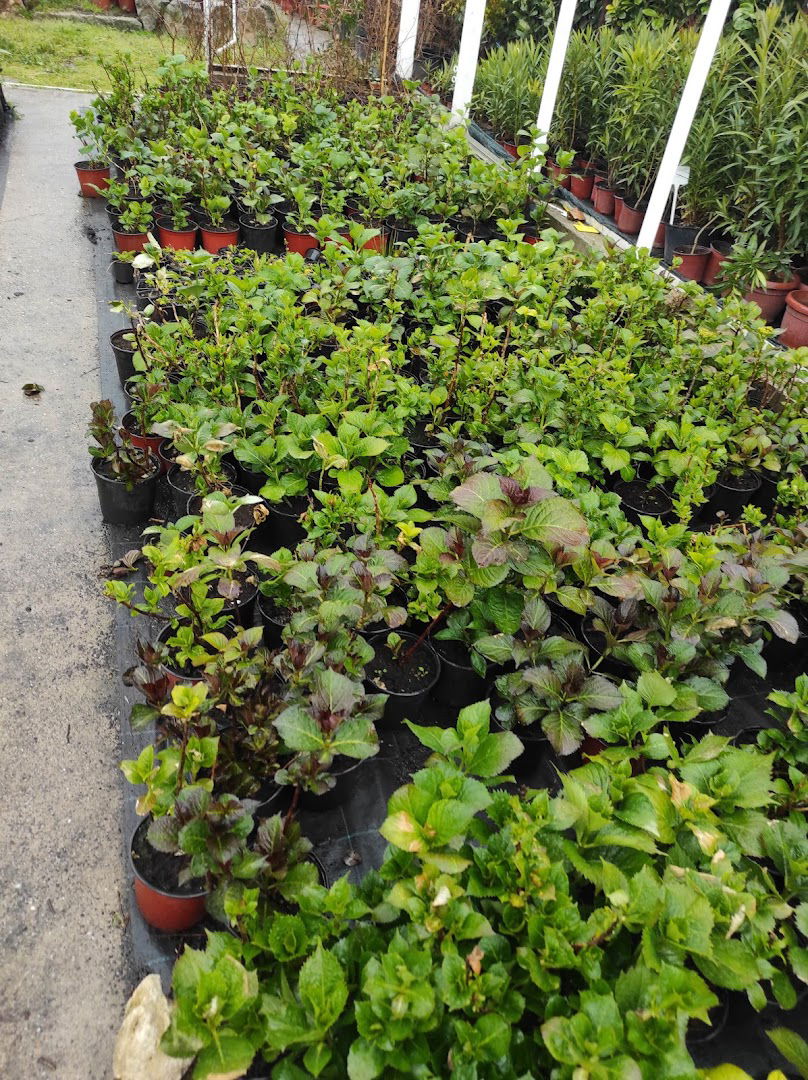 Rasadnik "Teodora" Baric