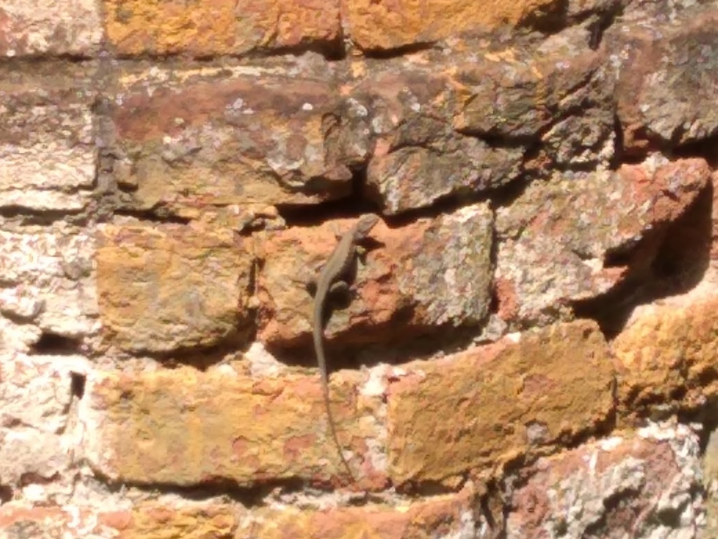 Брежуљак ружа