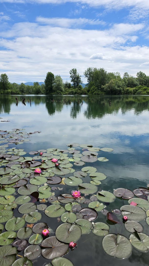 Ribniki pri stari opekarni