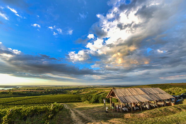 QUET Vineyard - Fruškogorski vinogradi