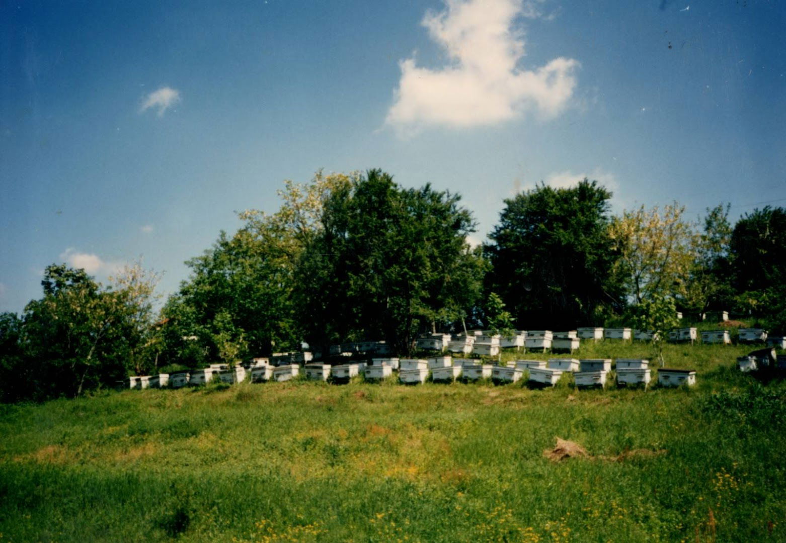 Plac Tošić - Medvednjak