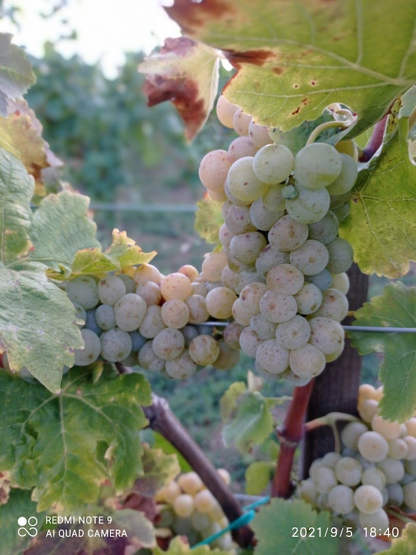 Vinarija Janovi vinogradi