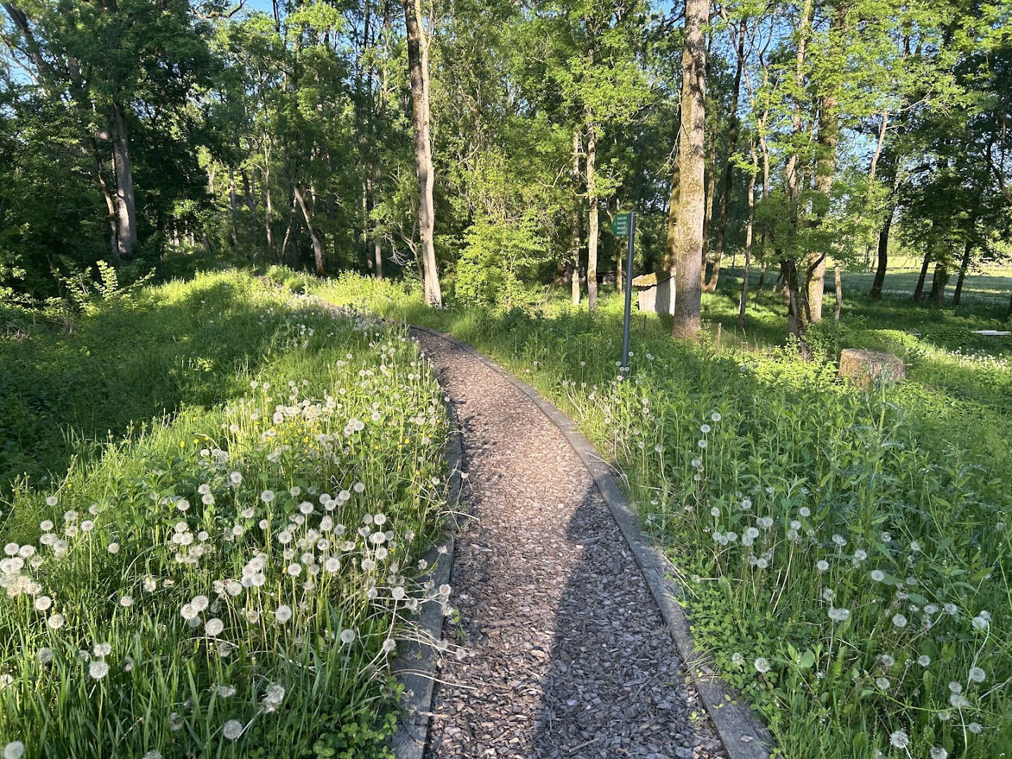 Pavlinov kljun šetnica