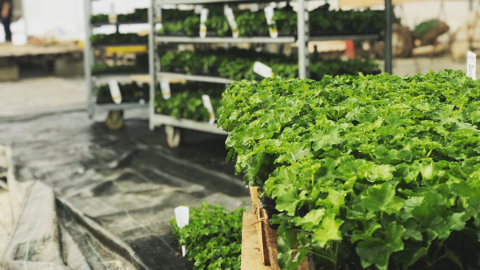 Vrtlarija Gadžić Petrinja