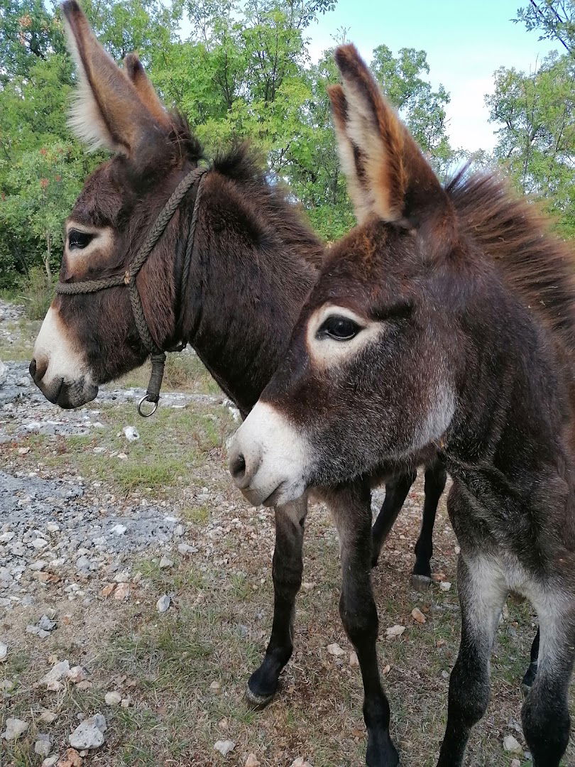 Opg Burić, Magareće mlijeko