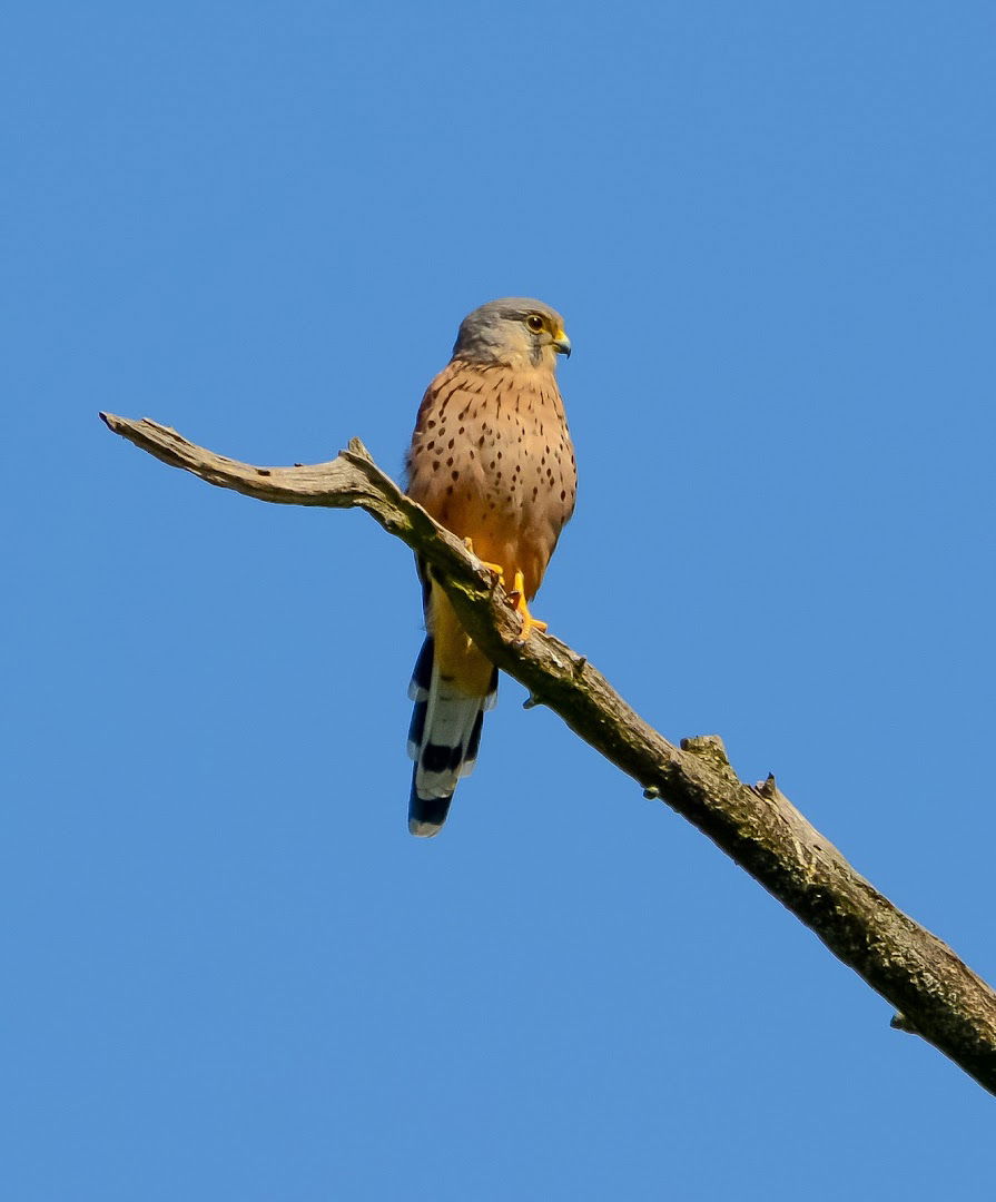 Tamiški kubici - nasip ( Birding Place )