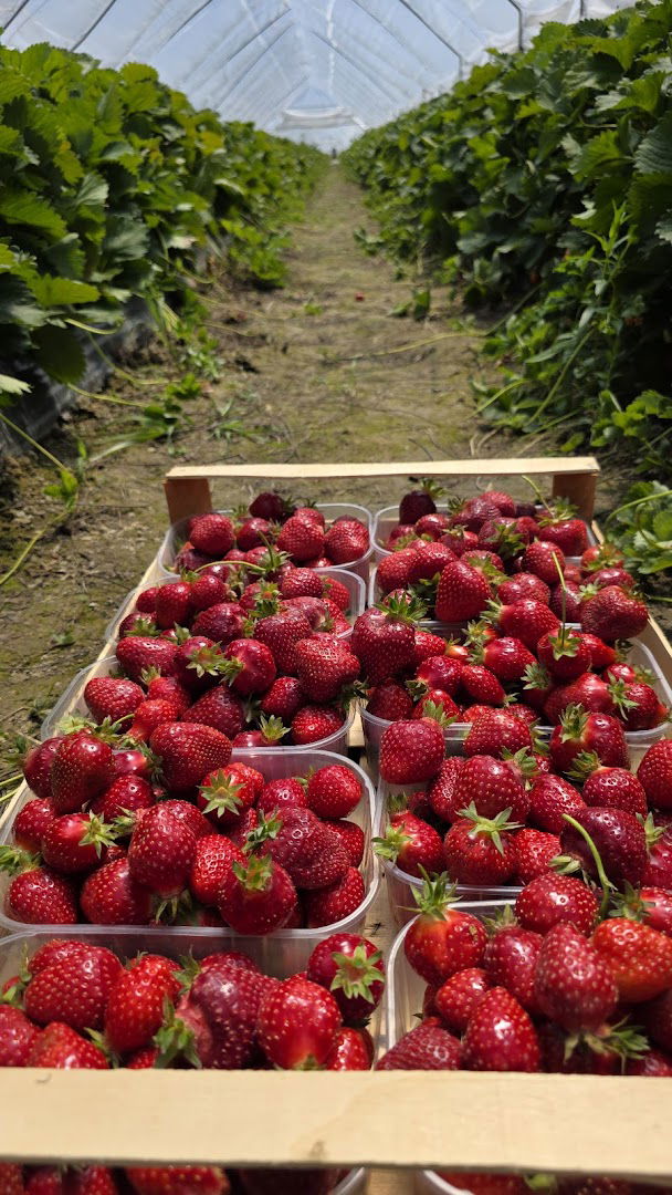 Plantaža jagoda BIBA