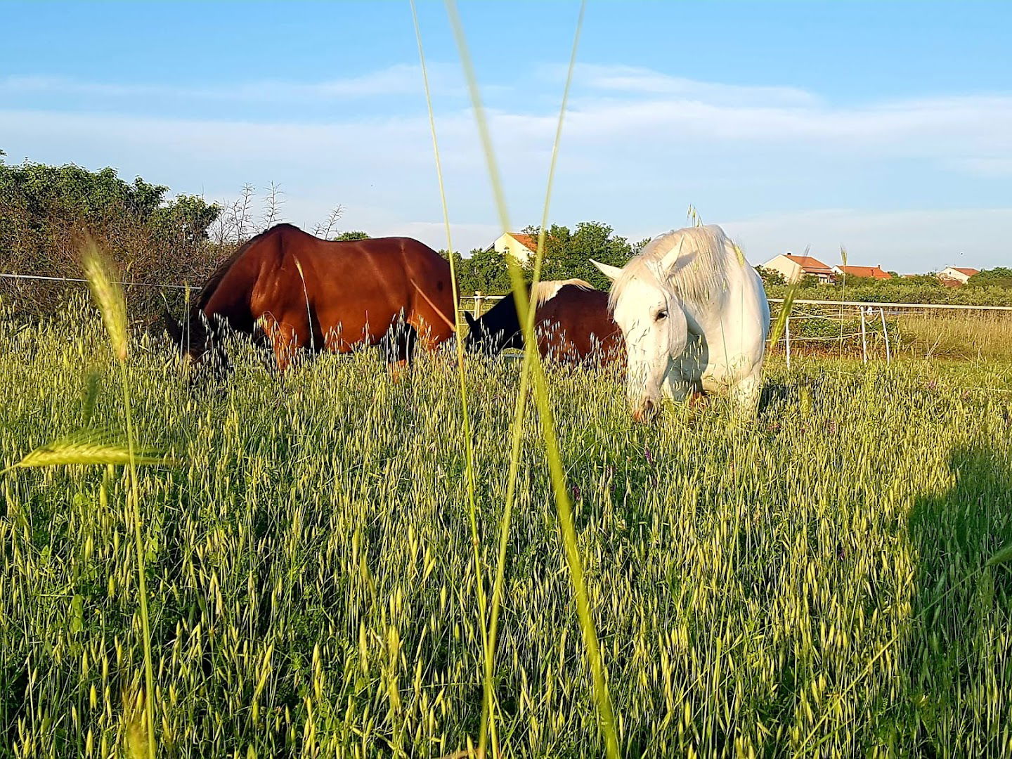 Unicorn Stable Škabrnja
