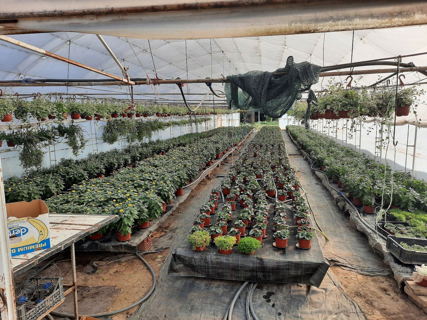 Rasadnik cveća Đurendić