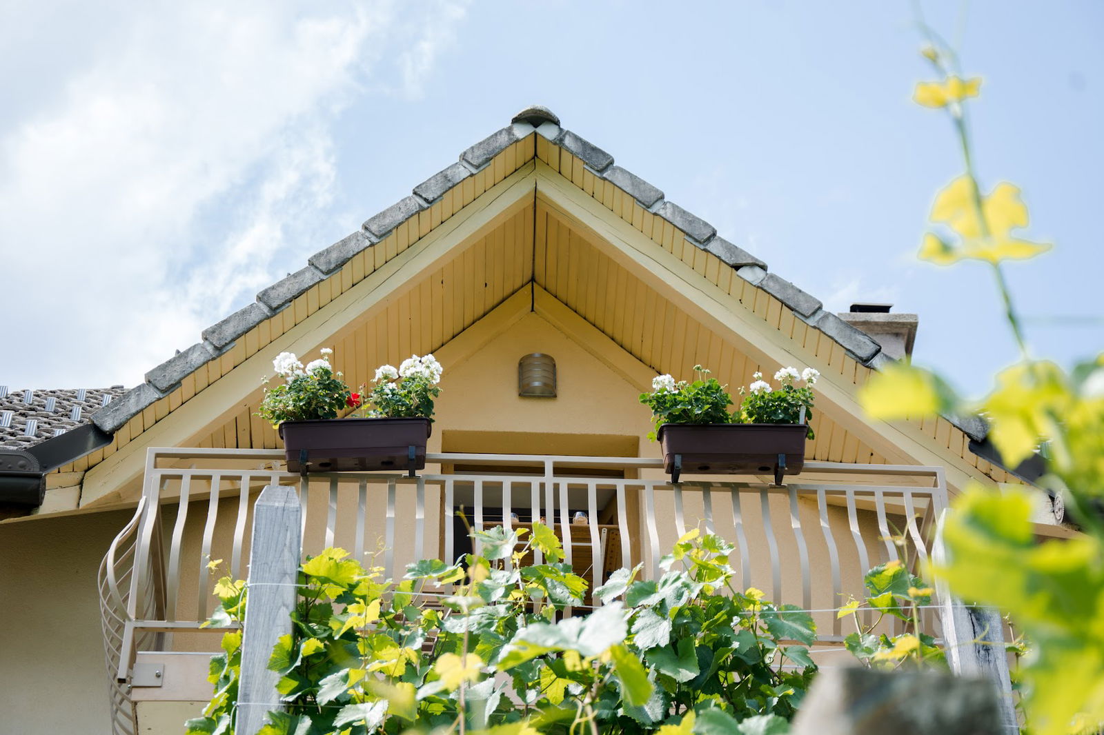 Vineyard cottage Jakše