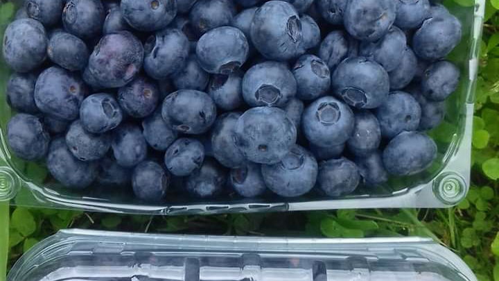 OPG Borovnice Petrinjčica