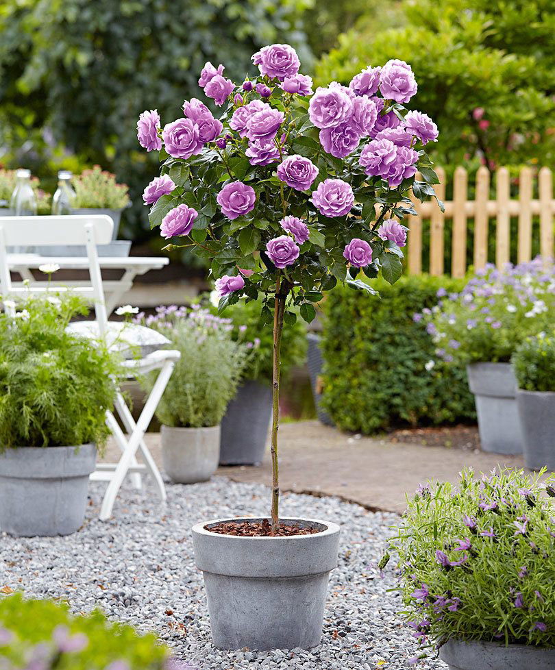 Rasadnik darovi prirode