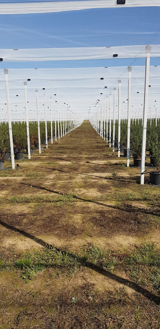 Plantaza Borovnice Lifarm