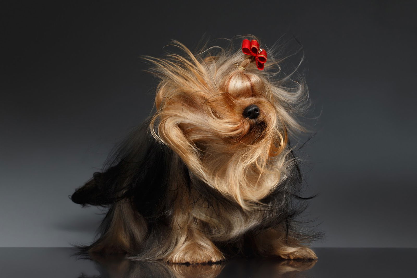 Pompon Hotel & Grooming