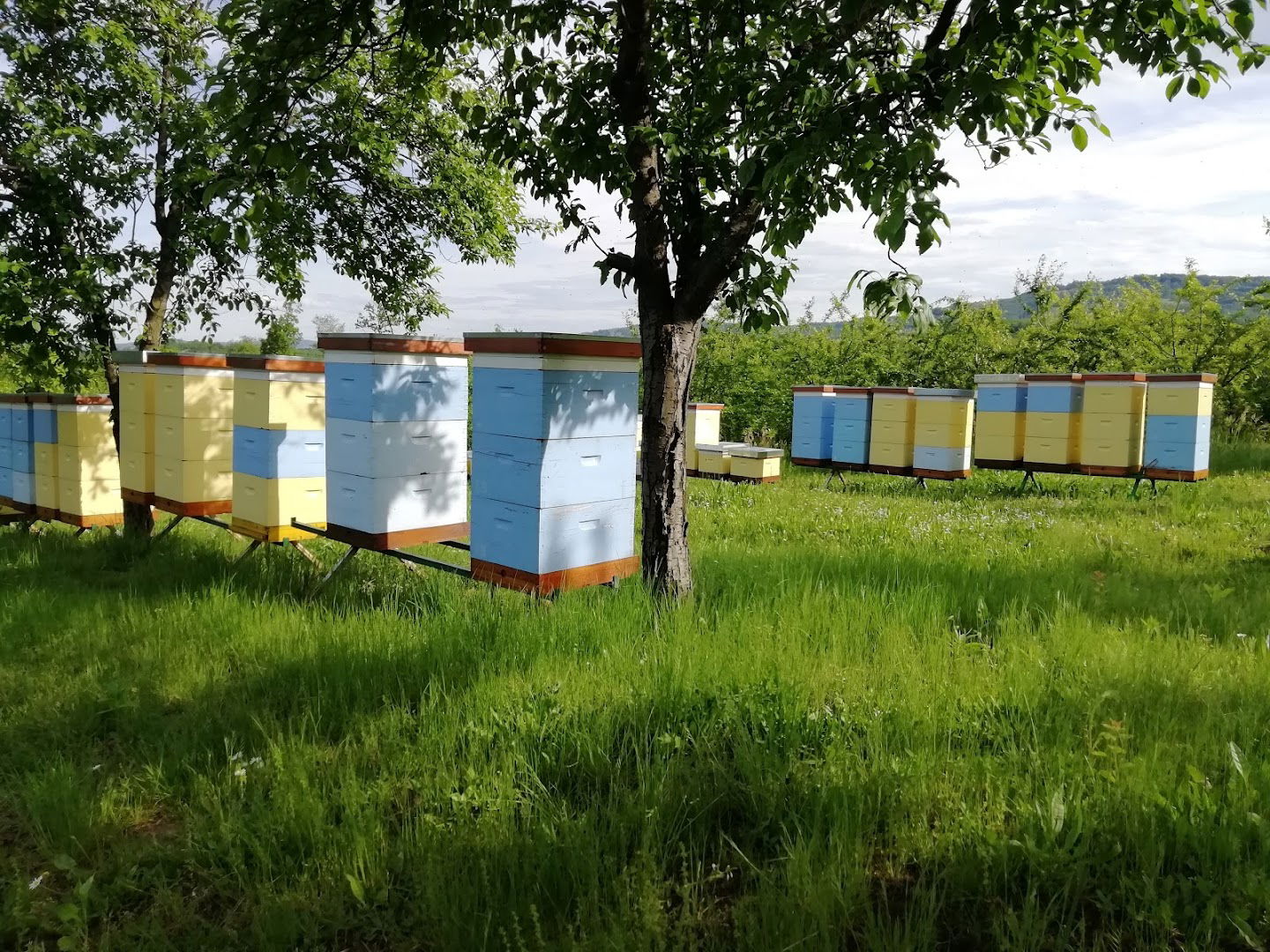 Prirodni med - pčelinjak Damnjanović