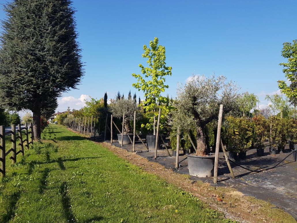 Vivai Del Zotto di Pertoldi Alberto