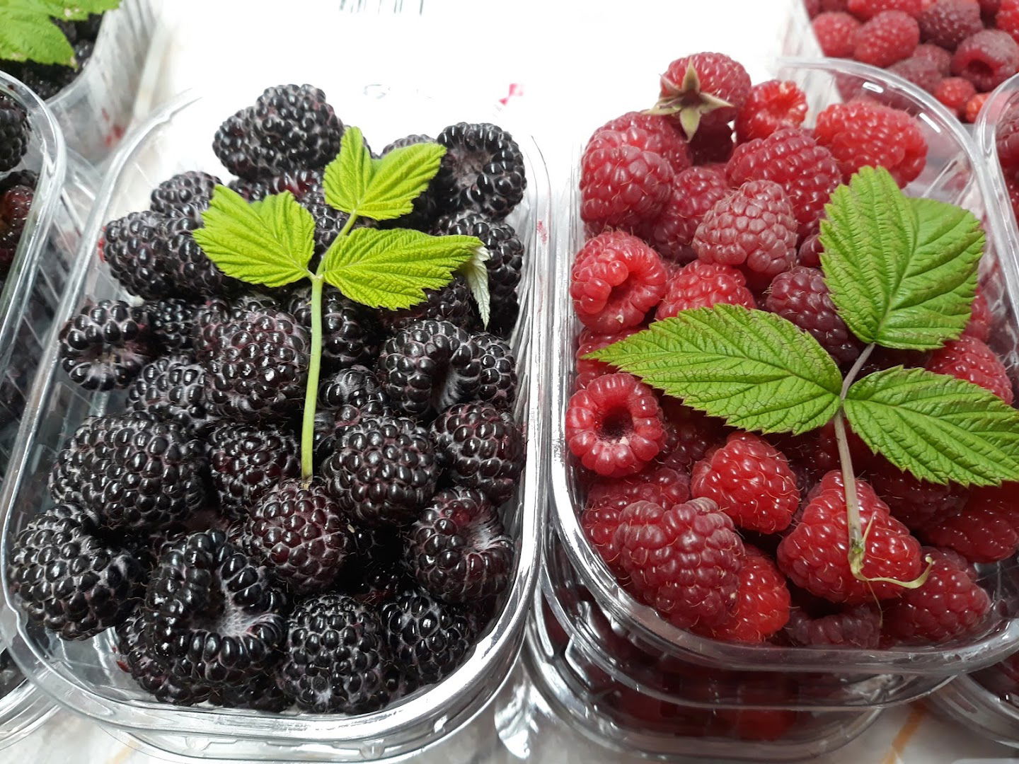 Opg Dolenčić Vjeran