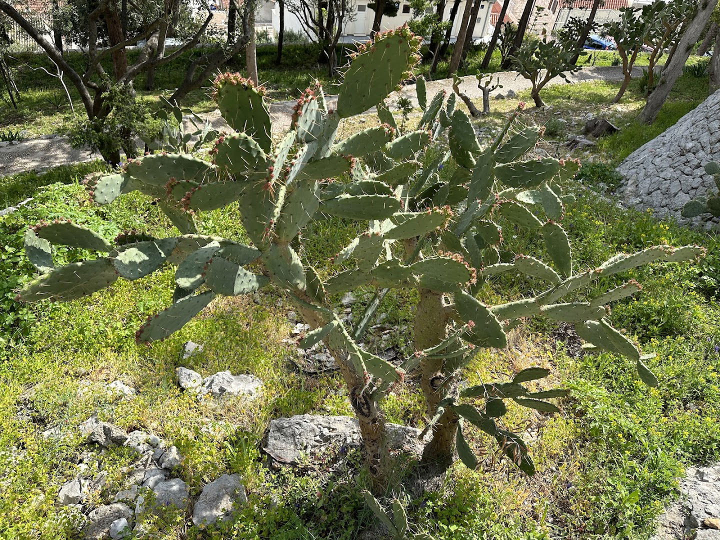 Dr. Josip Avelini Park